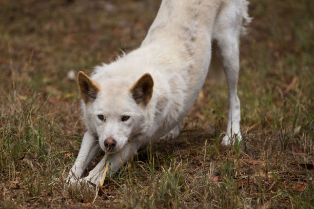 In the heart of the Australian wilderness, a lone dingo (Canis lupus dingo) stands poised and alert, embodying the raw beauty and resilience of its environment. Its golden-brown fur blends seamlessly with the sun-drenched landscape, while keen eyes survey the surroundings with a mixture of curiosity and vigilance. The dingo's muscular frame and confident stance reflect its role as a top predator, adapted perfectly to the rugged terrain it calls home. This solitary figure captures the essence of Australia's untamed ecosystems, where the dingo roams freely, a symbol of the wild and unspoiled nature of the land.