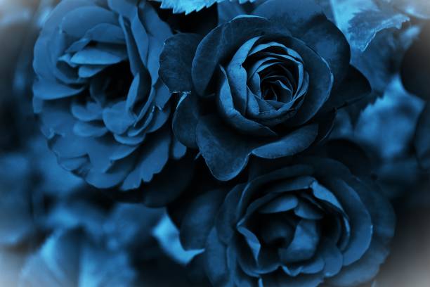 istock Dark gothic roses close-up 2159931042