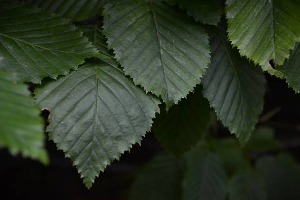 istock Dark green elm leaves close-up 2159931046