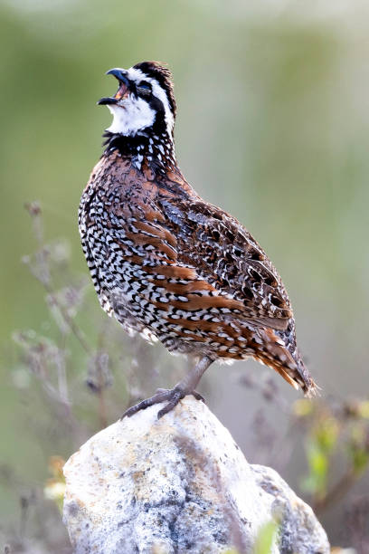istock Northern Bobwhite quail 2159931977