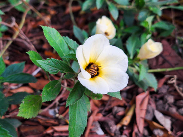 white Zinnia flower in full bloom in the garden
