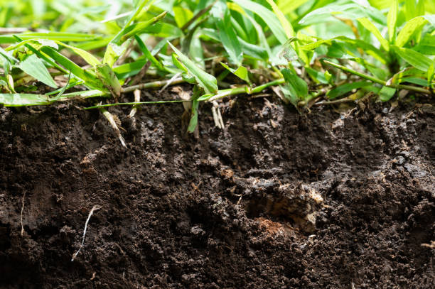 istock Cut of growing greeen grass 2159932951