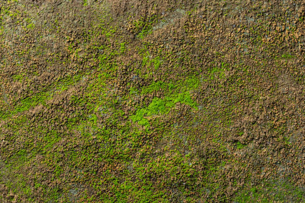 istock Wall with green ivy particals 2159932962