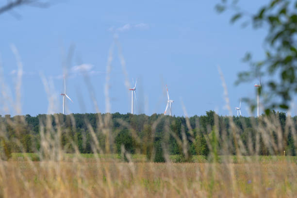 Wind farm with dry weed in foreground