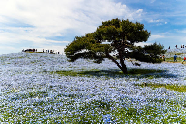 istock May flowering nemophila 2159934709
