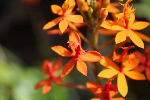 Blooming orchid