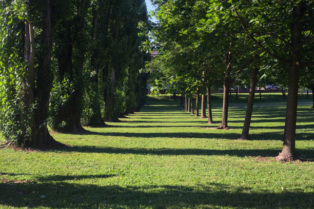 Rows of trees casting shades on the grass in a park at sunset
