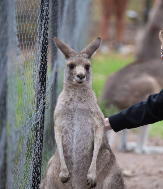 istock An eastern grey kangaroo enjoys a pat from a human as it peacefully rests under a tree, enjoying the shade in its natural habitat in Australia. 2159935843