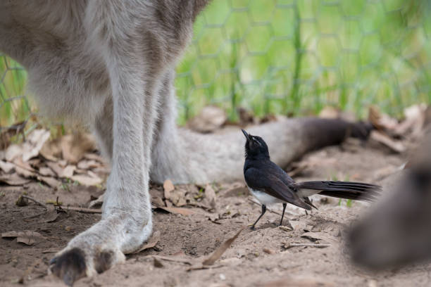 A willy wagtail (Rhipidura leucophrys) playfully interacts with a kangaroo in the Australian bush, showcasing a unique moment of interspecies curiosity and harmony.
