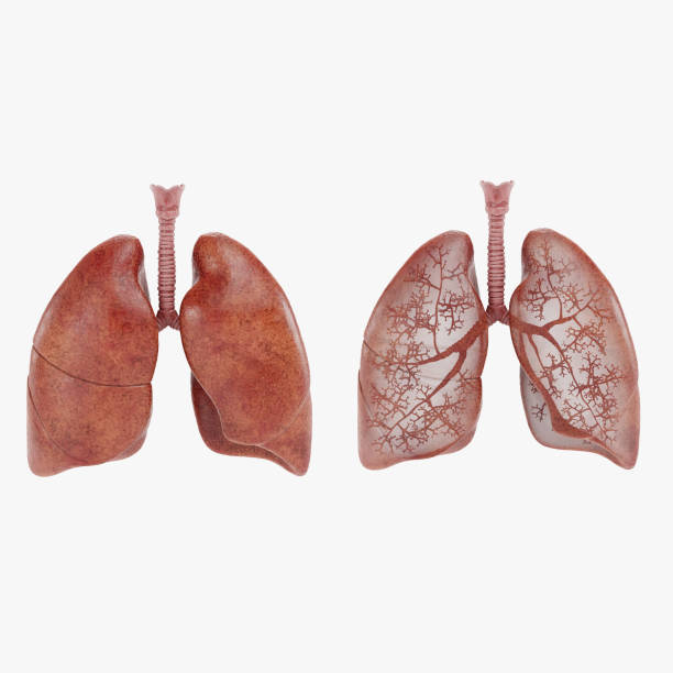 istock Realistic 3D Render of Lungs 2159936432