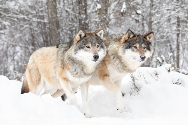 istock Majestic Wolves in Snowy Scandinavian Wilderness 2159937252