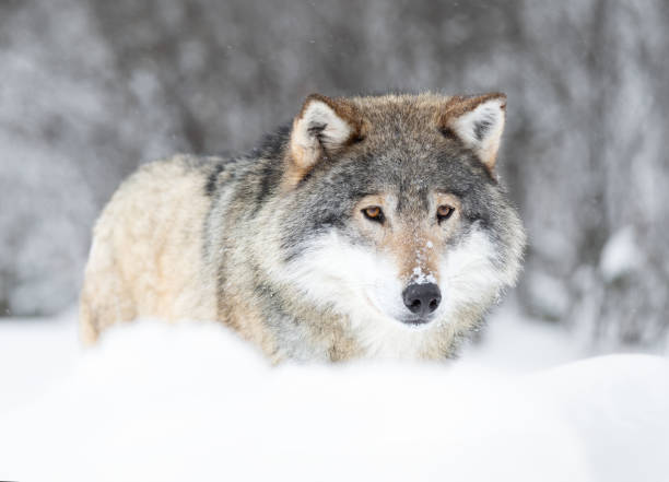 istock Eurasian Grey Wolf in a Snowy Scandinavian Forest 2159937357