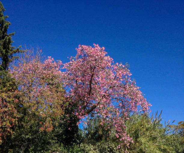Pink flower of silk floss tree