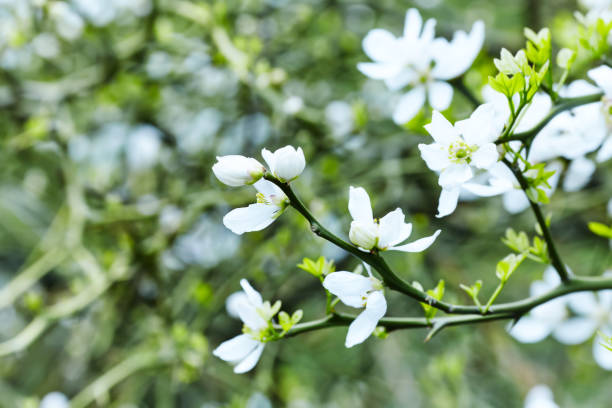 istock Nature background with spring flowers. Selective and soft focus. Close up. 2159938716