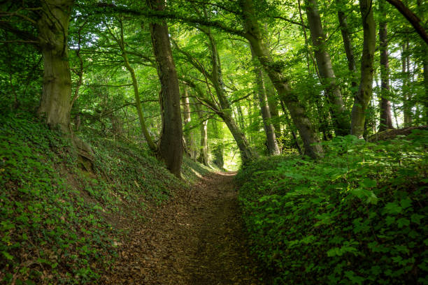 istock green forest in the sunshine 2159939125