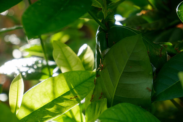 Soft sunlight filters through vibrant green leaves, creating an intricate pattern that envelops a miniature ant nest, reflecting the beauty of nature and its remarkable design.