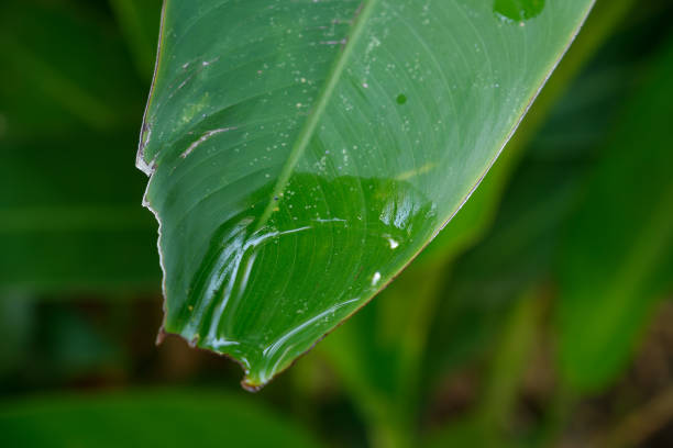 water droplets on leaves