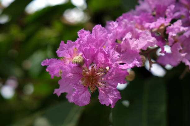many bright lilac flowers close-up