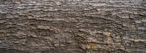 Close-up of tree bark texture background showcasing natural wood patterns and rough grainy surface, ideal for eco-friendly projects and nature-themed designs. Organic material and carbon neutrality.