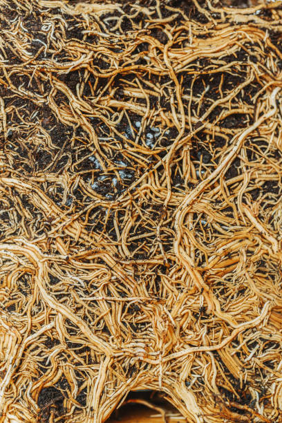 istock Cross section of soil, monstera with roots 2159942658