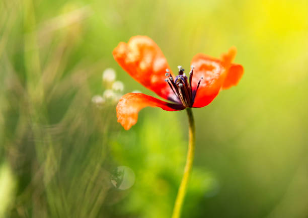 Swedish nature in June. Flowers, birds, meadows, sea. Poppies bloom beautifully and birds hunt for food for their children. Skåne, Sweden. Summer.