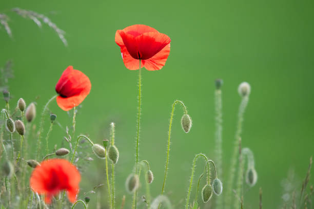 Swedish nature in June. Flowers, birds, meadows, sea. Poppies bloom beautifully and birds hunt for food for their children. Skåne, Sweden. Summer.
