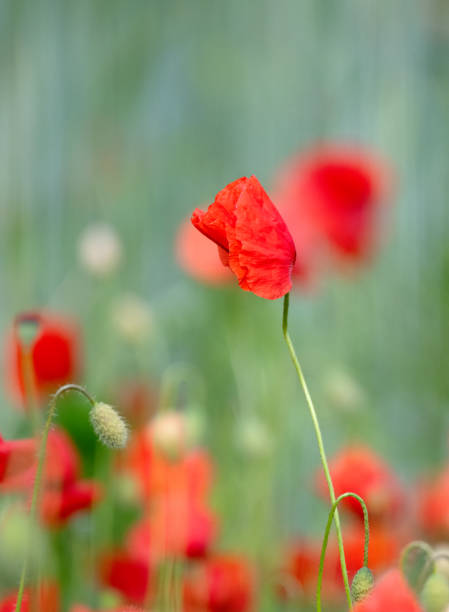 istock June 2024, Nature - Southern Sweden 2159943832