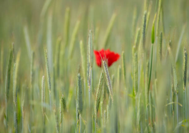 Swedish nature in June. Flowers, birds, meadows, sea. Poppies bloom beautifully and birds hunt for food for their children. Skåne, Sweden. Summer.