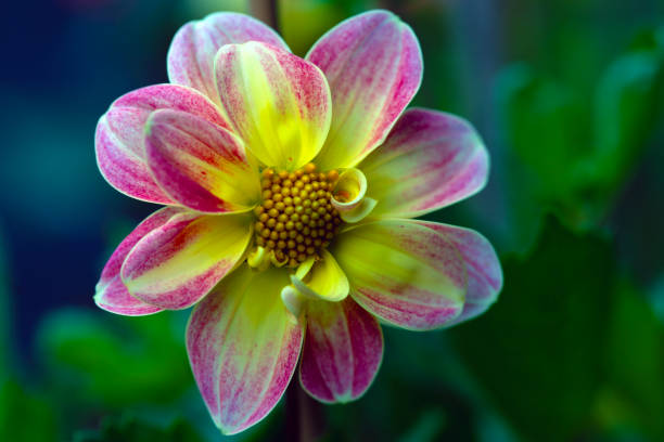 Capturing a Cerise Pink Pompom dahlia bloom opening in late June.