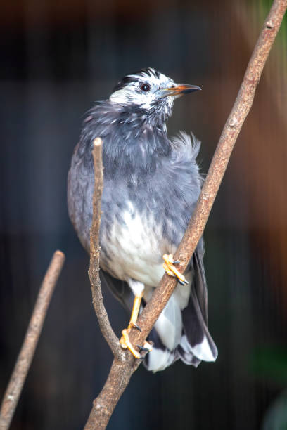 istock White-crested Starling (Spodiopsar bicolor) - Commonly Found in East Asia 2159944194