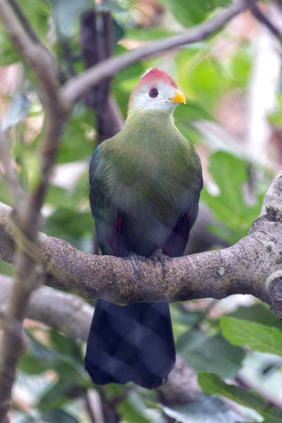 istock Red-crested Turaco (Tauraco erythrolophus) - Commonly Found in Central Africa 2159944257