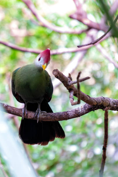 istock Red-crested Turaco (Tauraco erythrolophus) - Commonly Found in Central Africa 2159944261