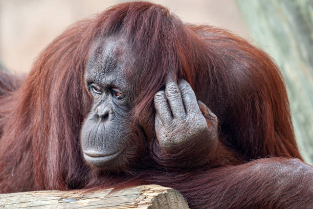 An orangutan sitting on a tree branch in a lush green environment