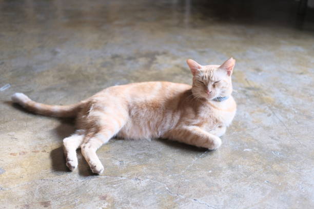 istock Cat Village in Taiwan Brown Back White cats 2159945497