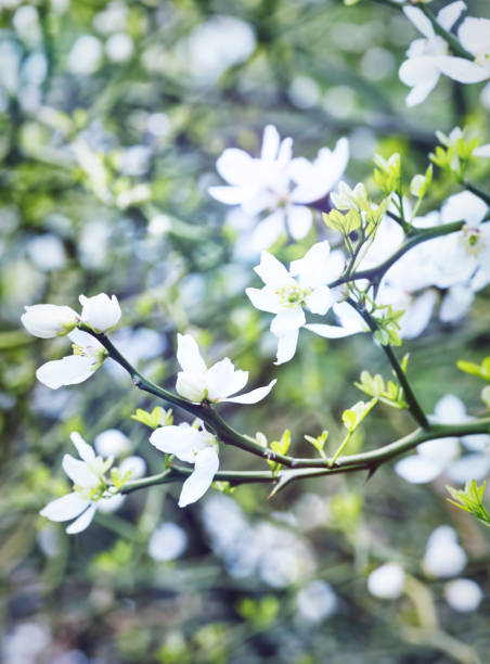 istock Nature background with spring flowers. Selective and soft focus. Close up. 2159946727