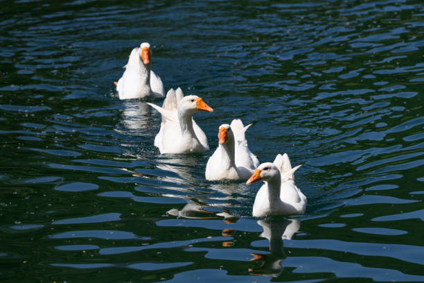 istock Four Geese  swimming in a row 2159946739