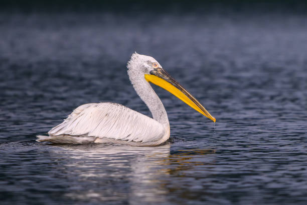 istock Pelican Bird swimming  on a lake 2159946935