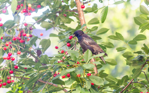 istock A young starling on a branch of a cherry tree eats a cherry on a sunny day 2159947901