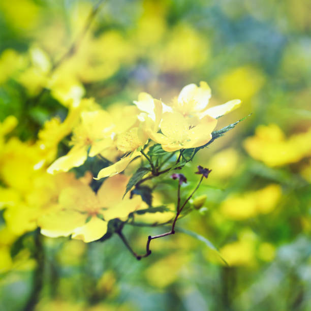 Yellow tulip.