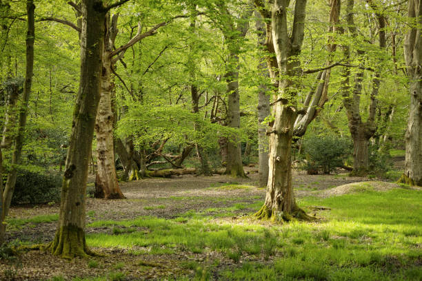 istock Bury Wood in the Epping Forest 2159952553