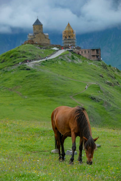 Stepantsminda, Georgia - June 30, 2024: A horse grazing next to the Gergeti Trinity Church on Mount Kazbek in Stepantsminda, Georgia.