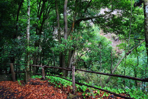 Autumn landscape with a deep green forest and leaves on the floor