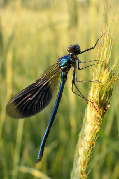 istock Blue-winged damselfly on an ear of corn. 2159954994