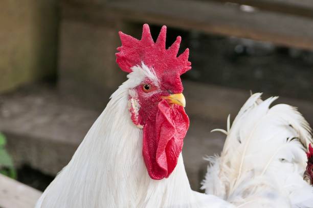 istock Close-up of a white cockerel. 2159955117
