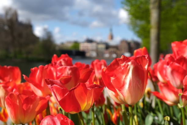 istock Tulips in Hague, the Netherlands 2159955989