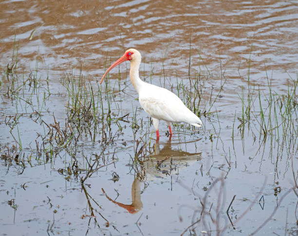 istock White Ibis Searching For Food 2159957229