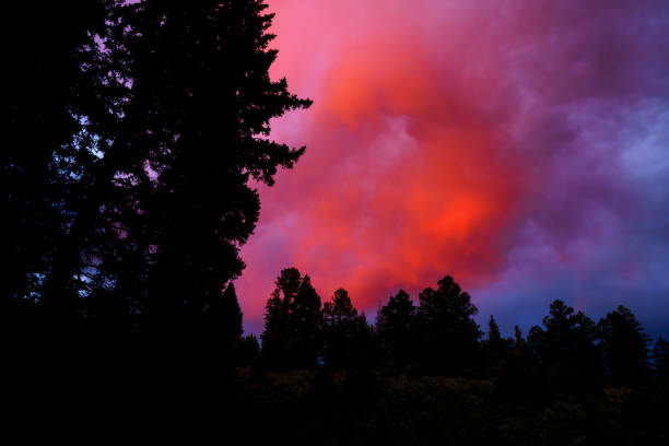 Colorful Orange Pink Clouds and Silhouetted Trees Scenic View - Sunset clouds and trees silhouetted on mountain ridgeline in evergreen forest.