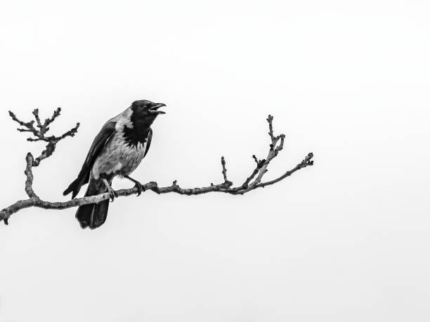 istock Sharp-eyed crow surveys its winter domain. A black crow with a sharp beak and intelligent eyes perched on a thick branch of a leafless tree. The backdrop is a barren landscape with a cloudy sky. 2159959967