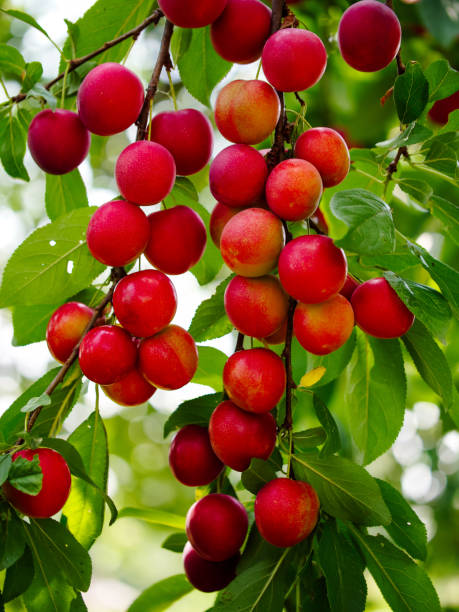 istock cherry plums on a tree representing seasonal fruit harvests. Can be used in marketing for fresh produce or organic foods. 2159959973