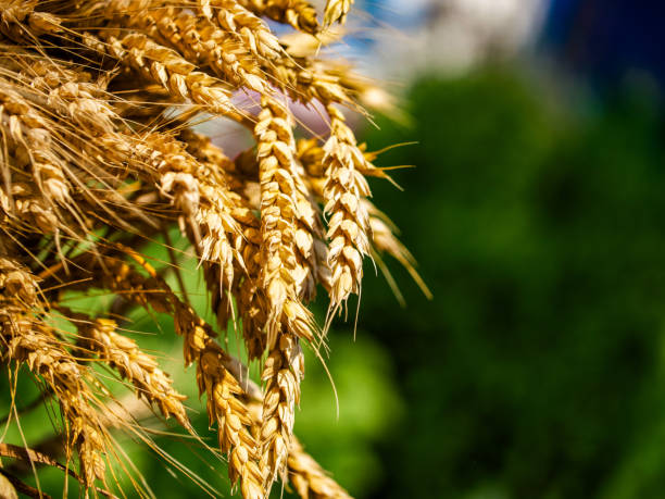 istock Image capturing ripe wheats texture; ideal for content on agriculture or organic farming. 2159960004